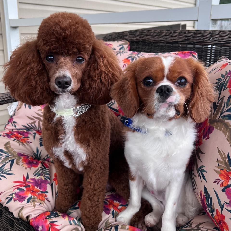 Bella and Simba, our Cavapoo parents