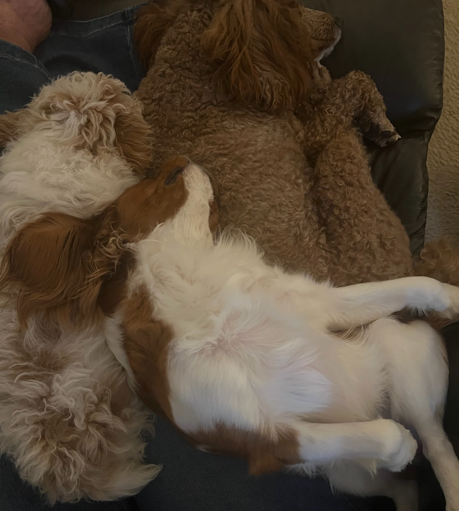 Donna's Cavapoos cuddled up together