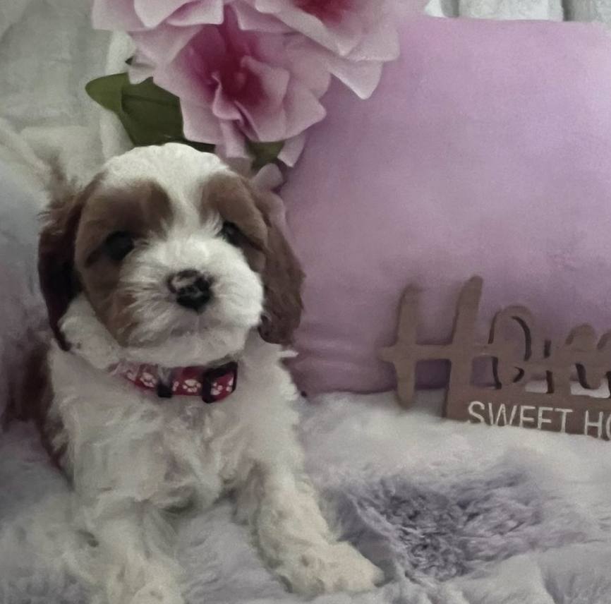 Beautiful Cavapoo puppy at home