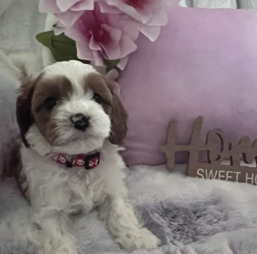 Beautiful Cavapoo puppy at home