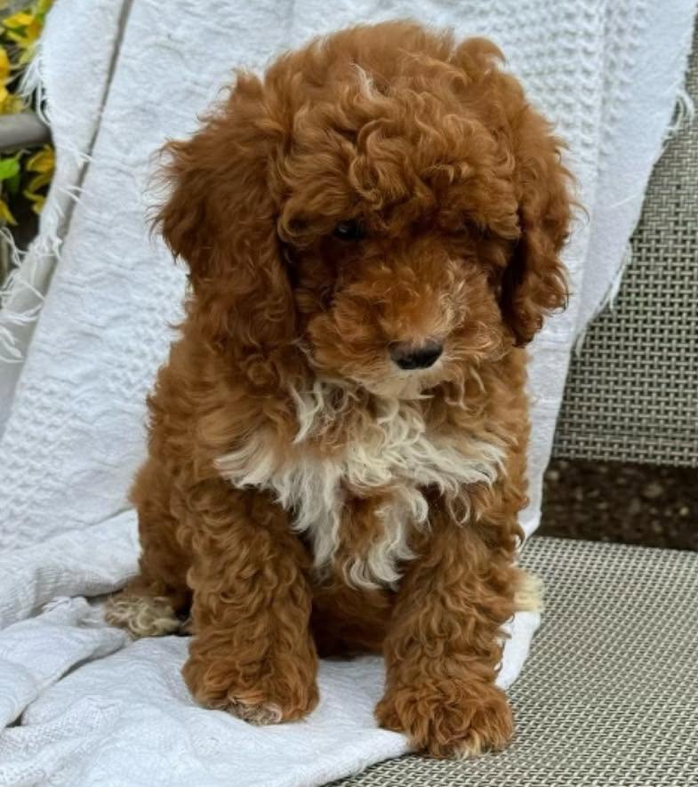 Bella, our red Miniature Poodle dam at Cavapoo LoveBugs