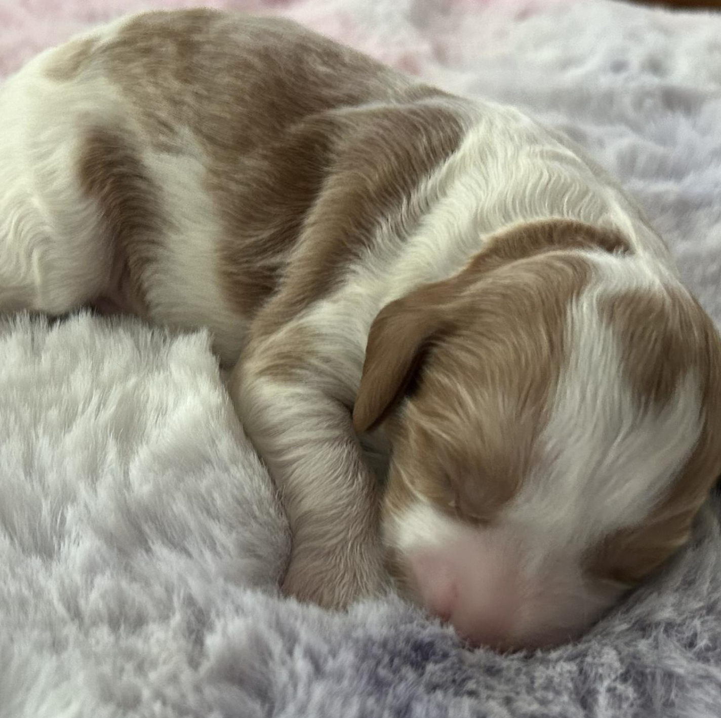 Charlie — photo 1