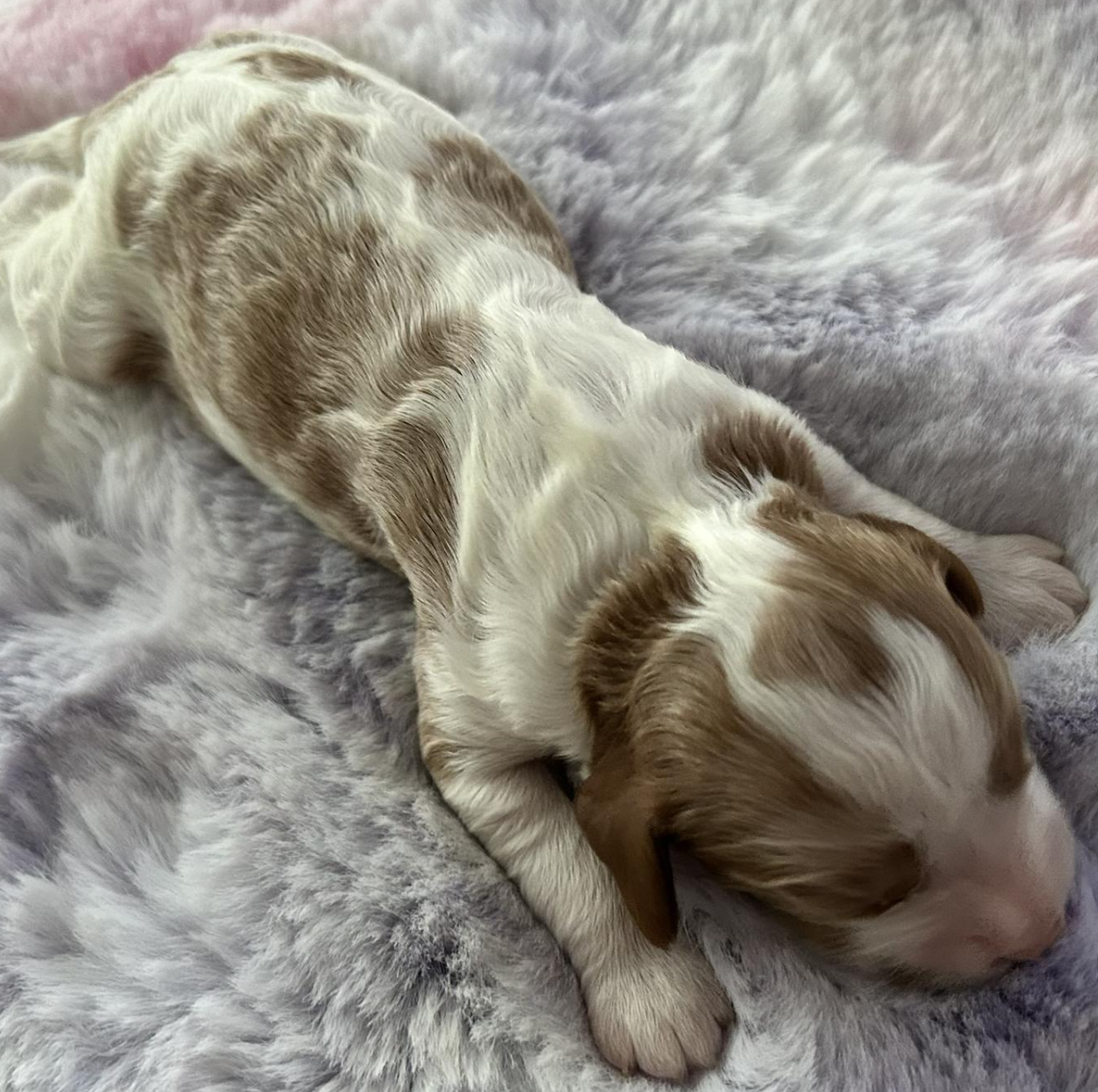 Charlie — photo 2