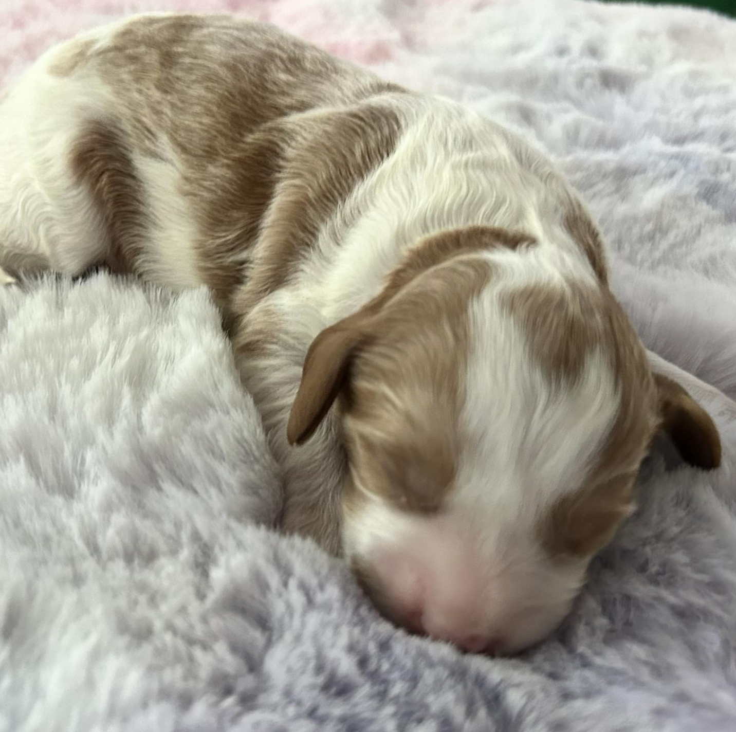 Charlie — photo 3