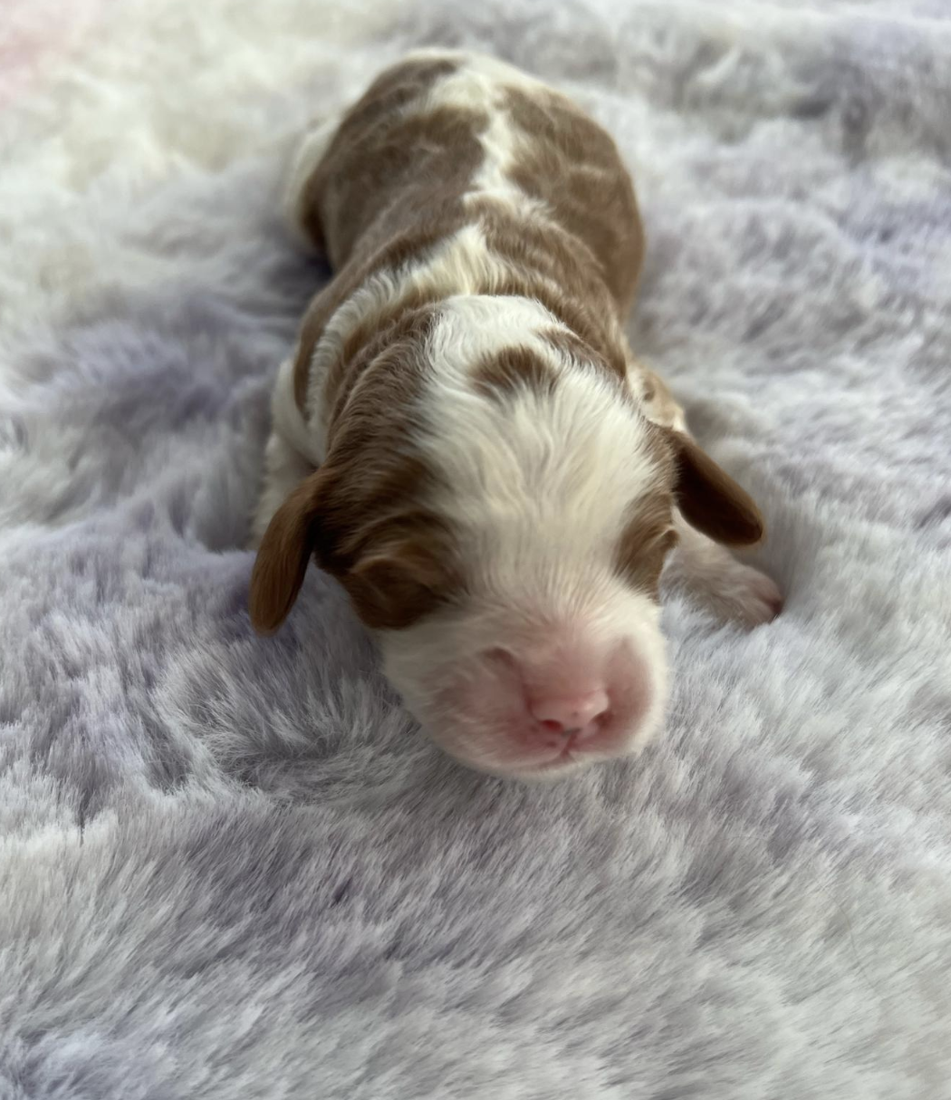 Daisy — photo 1