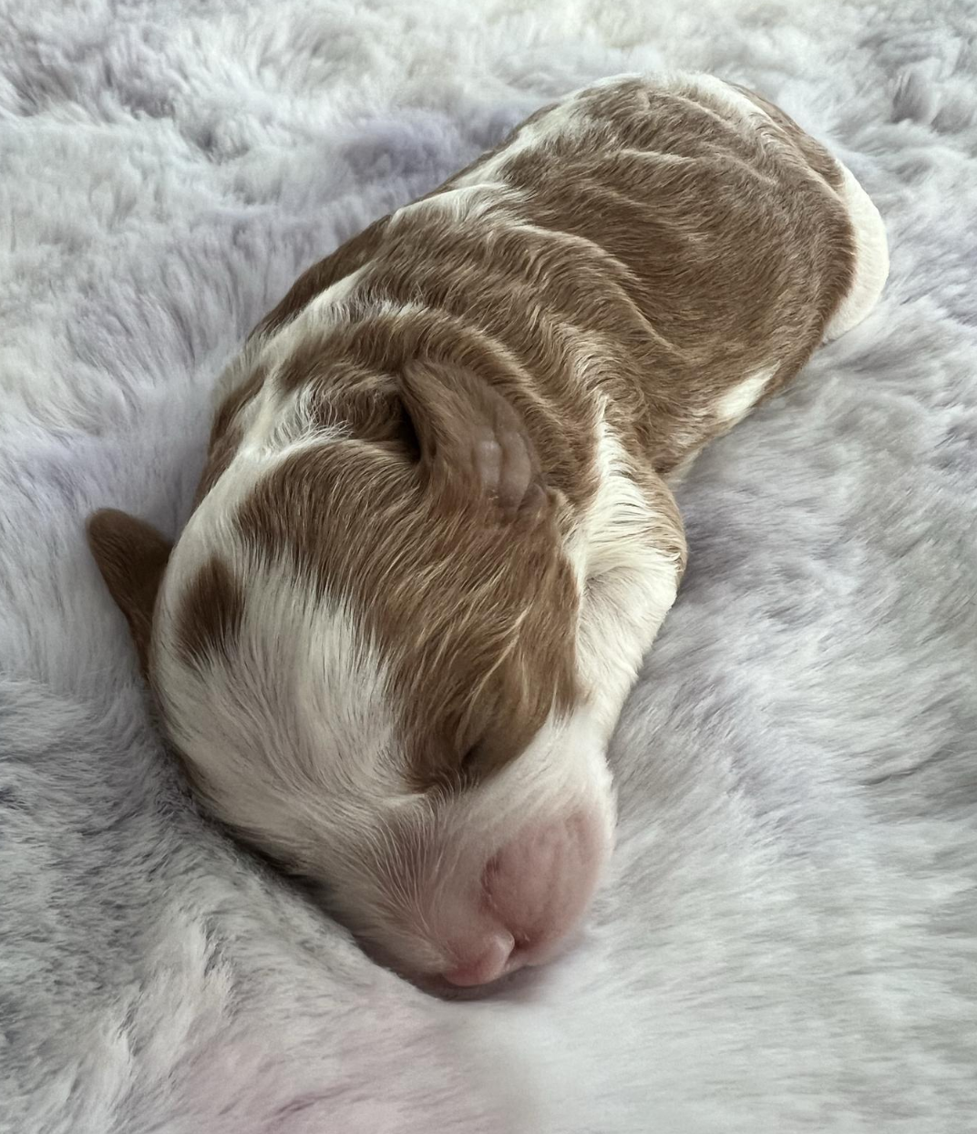 Daisy — photo 2