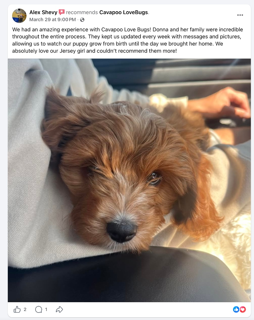 Cavapoo and Cavalier cuddle