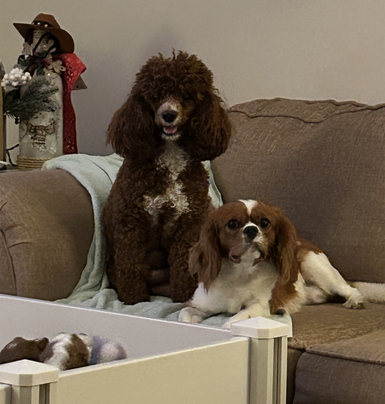 Bella and Simba, our Cavapoo parents