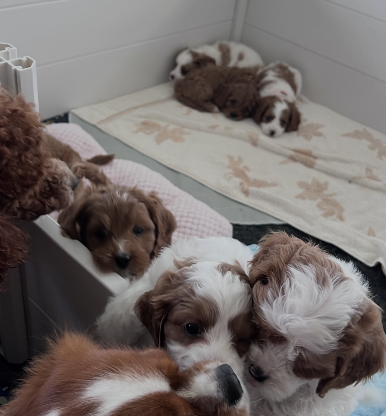 A litter of Cavapoo puppies