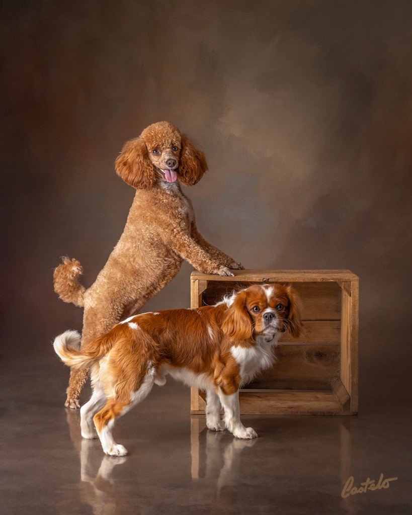 Poodle and Cavalier King Charles Spaniel