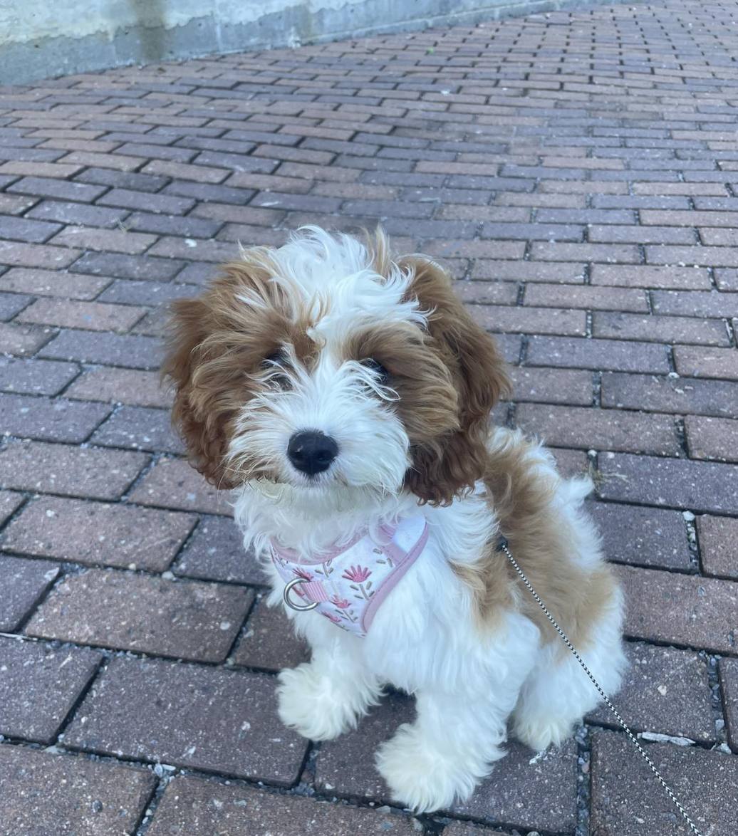 Cavapoo puppy in a pink harness