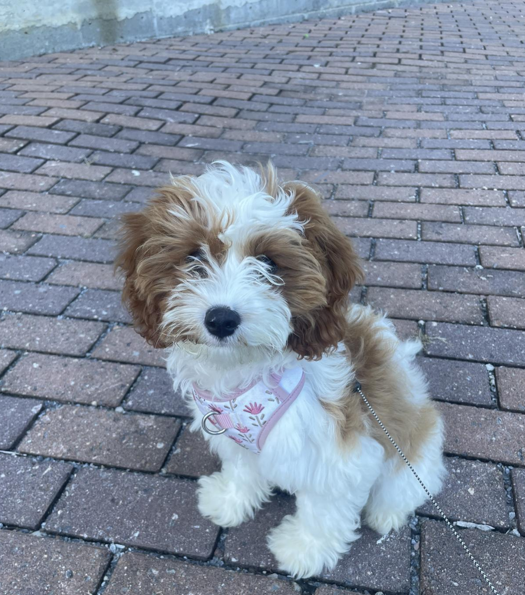 Cavapoo puppy in a pink harness