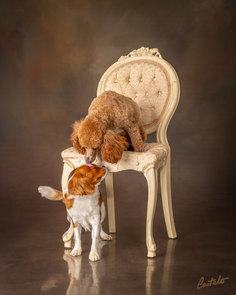 Cavalier King Charles Spaniel