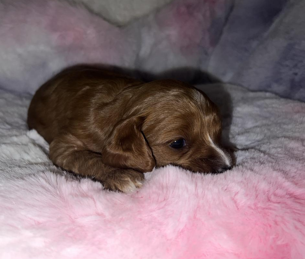 Jersey — F1 Cavapoo Red