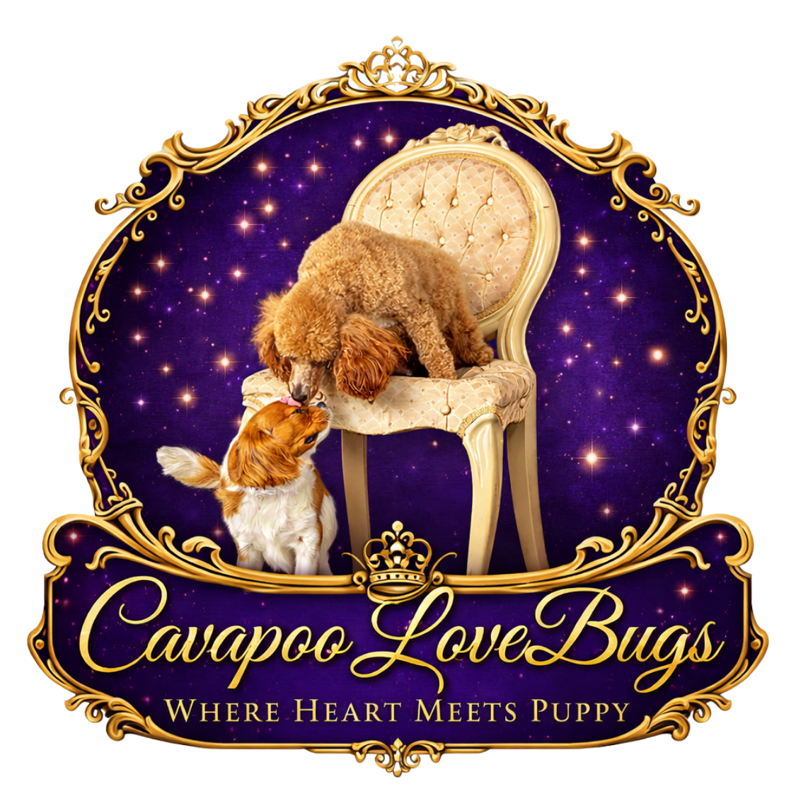 Cavapoo LoveBugs — Where Heart Meets Puppy
