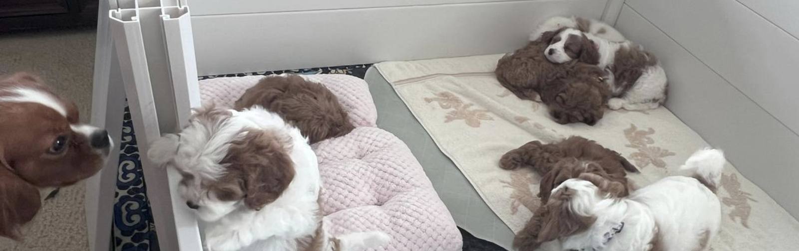 Cavapoo LoveBug puppies