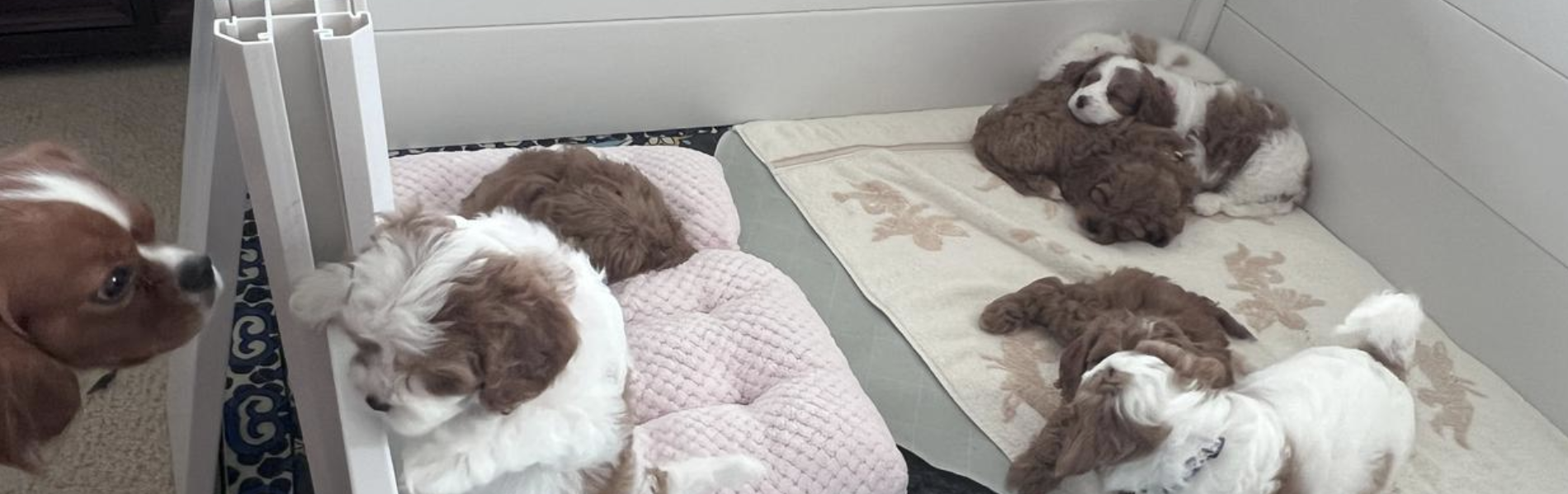 Cavapoo LoveBug puppies