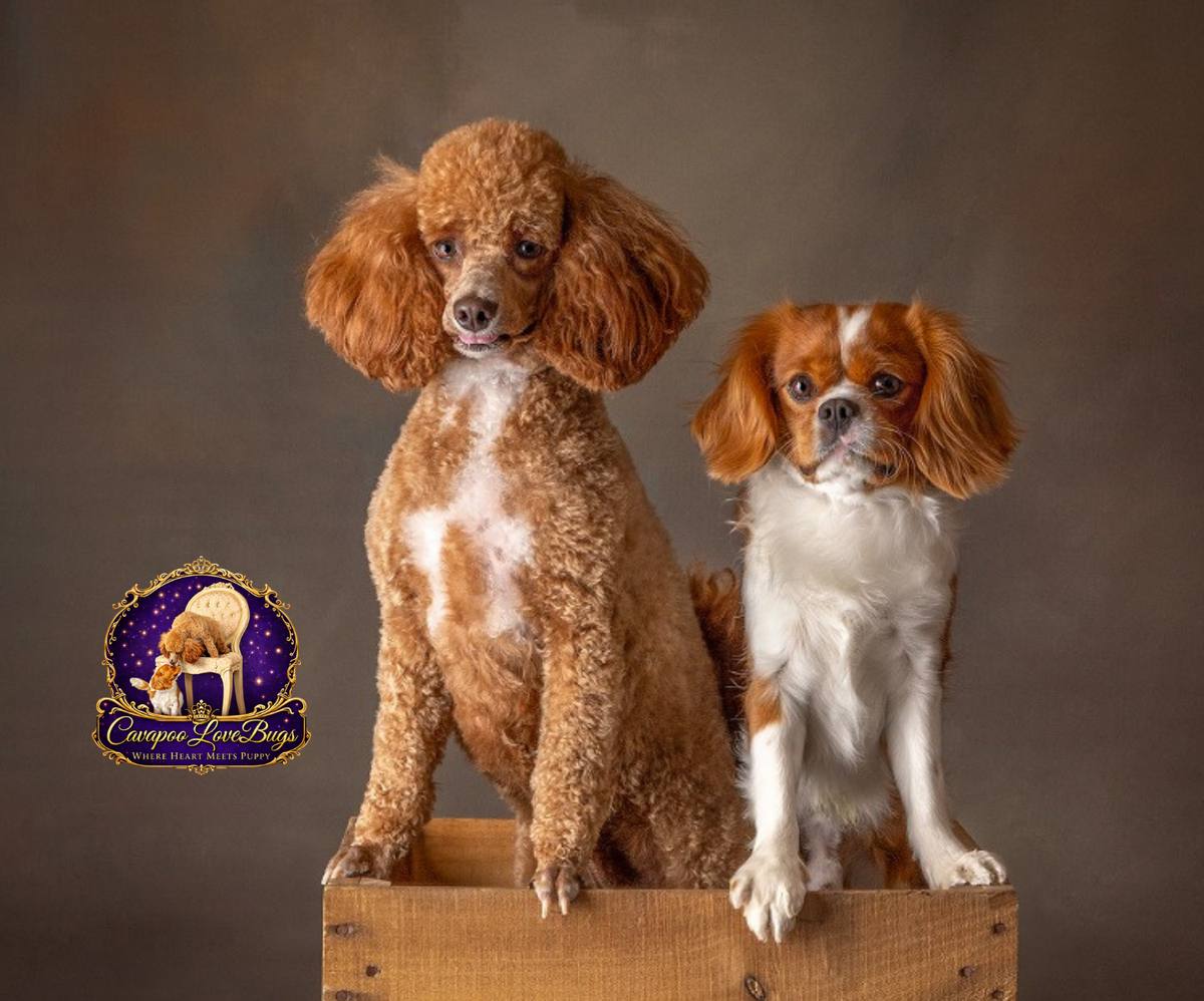 Bella and Simba, our Cavapoo parents