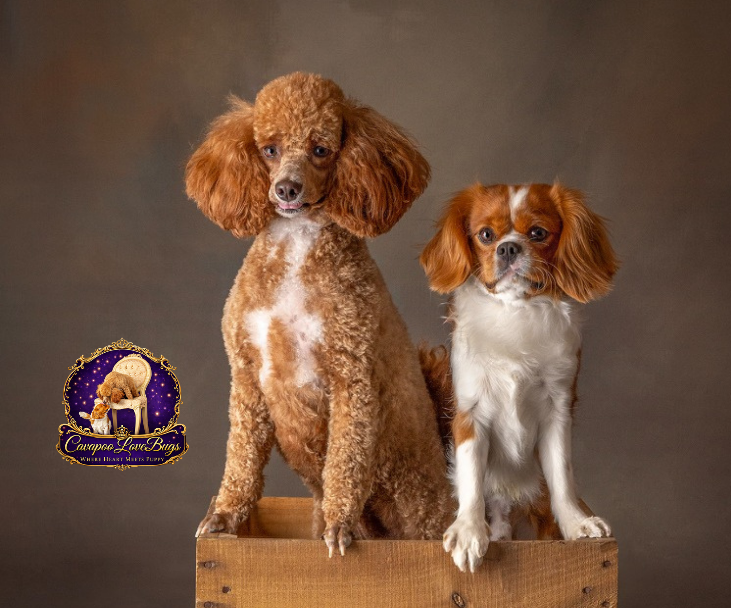 Bella and Simba, our Cavapoo parents