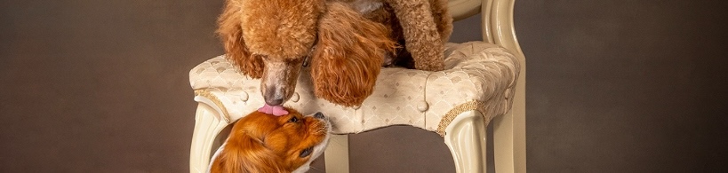 Bella and Simba, our Cavapoo parent dogs
