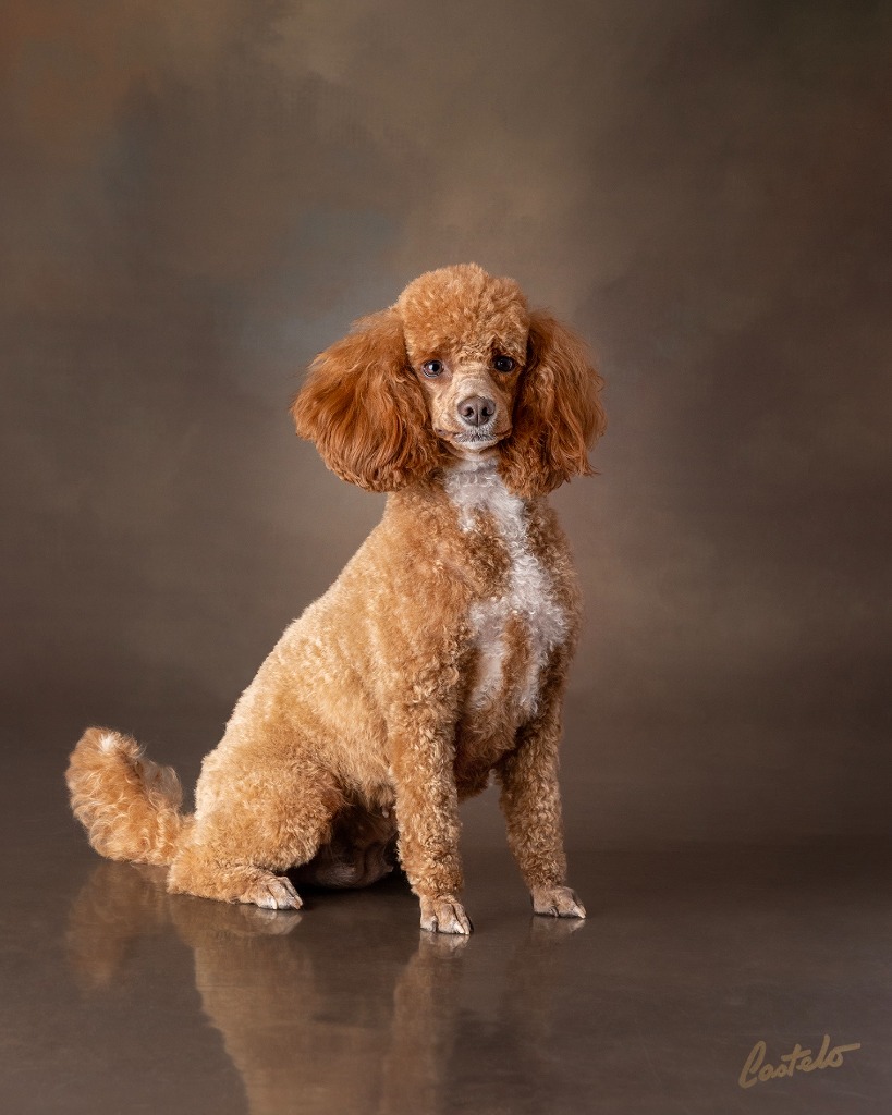 Poodle
