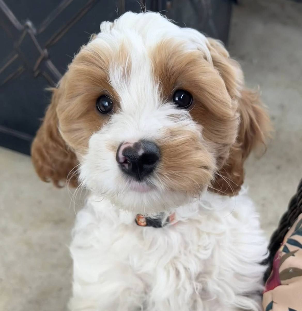 Milo — F1 Cavapoo Red Parti