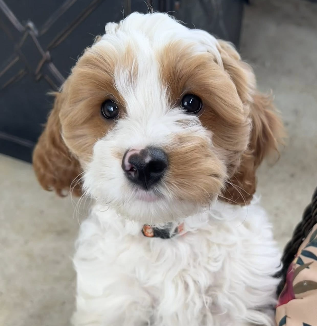 Milo — F1 Cavapoo Red Parti