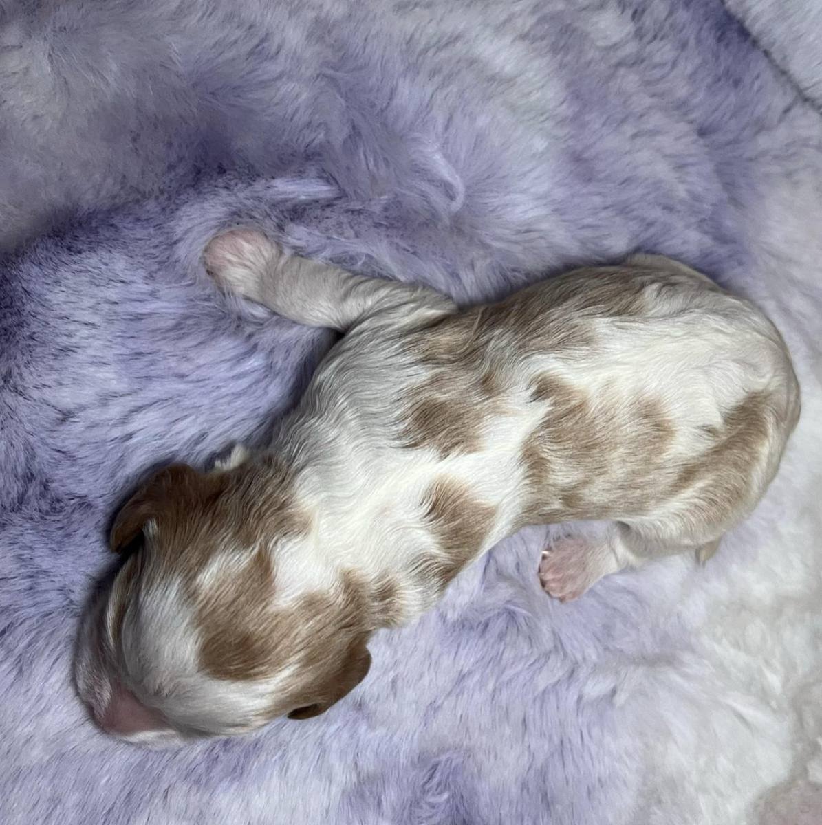 Remy — photo 2