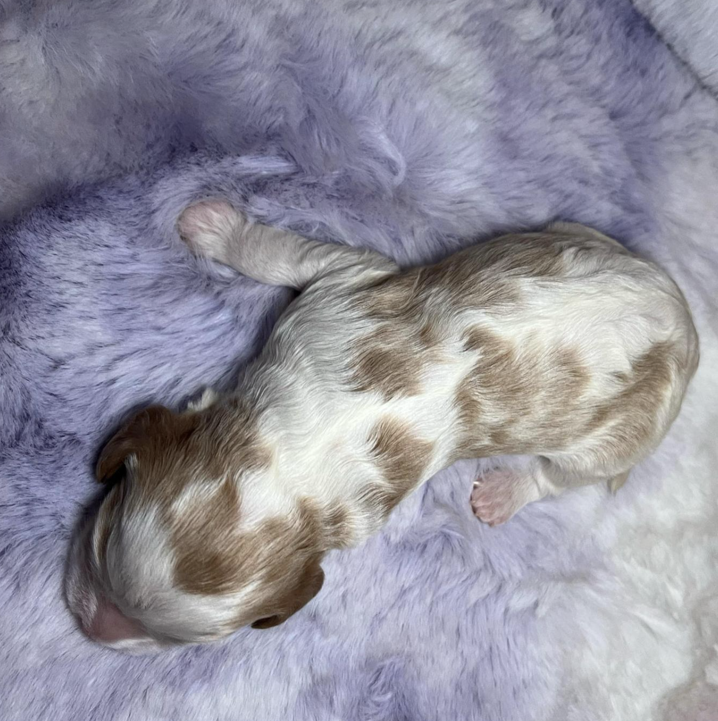 Remy — photo 2