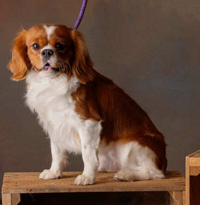 Simba, our Blenheim Cavalier King Charles Spaniel sire at Cavapoo LoveBugs