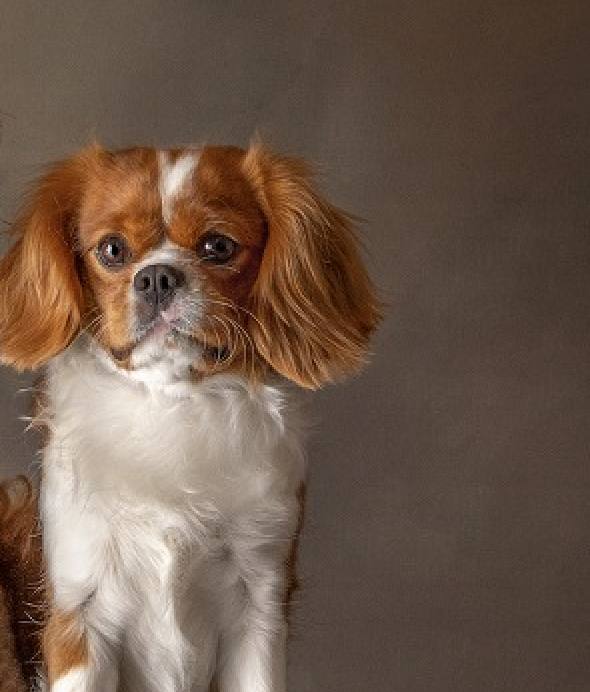 Simba, our Blenheim Cavalier King Charles Spaniel sire at Cavapoo LoveBugs