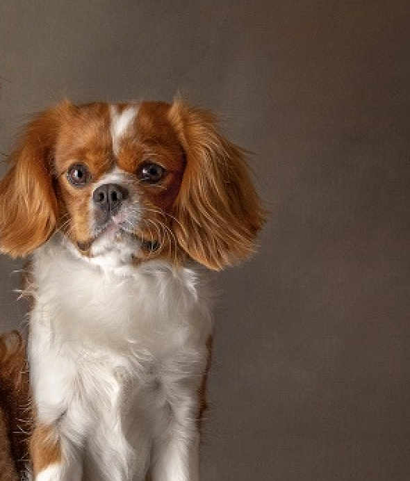 Simba, our Blenheim Cavalier King Charles Spaniel sire at Cavapoo LoveBugs