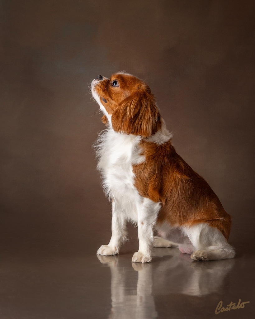 Simba, our Blenheim Cavalier King Charles Spaniel sire at Cavapoo LoveBugs