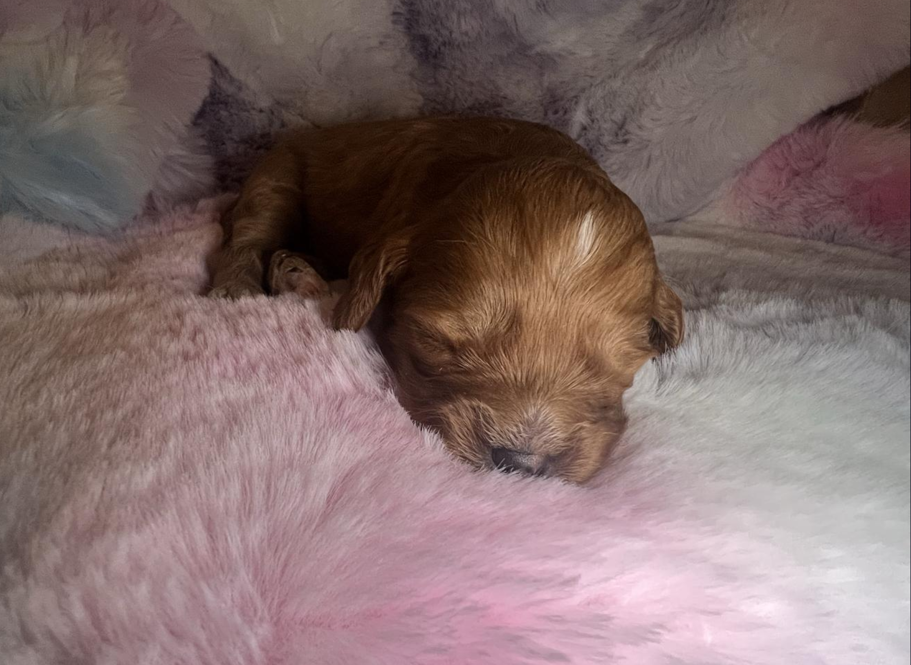 Teddy — photo 1