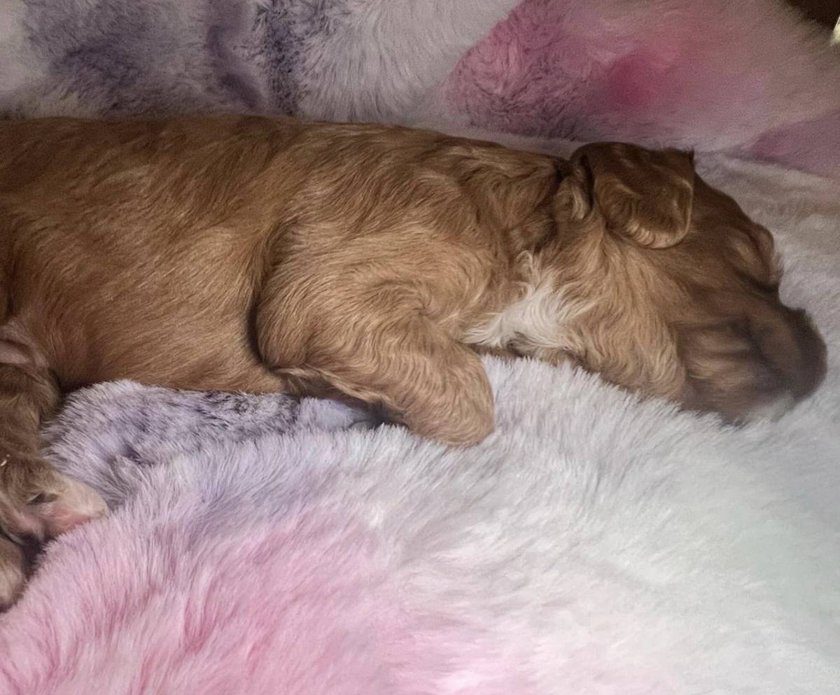 Teddy — photo 2
