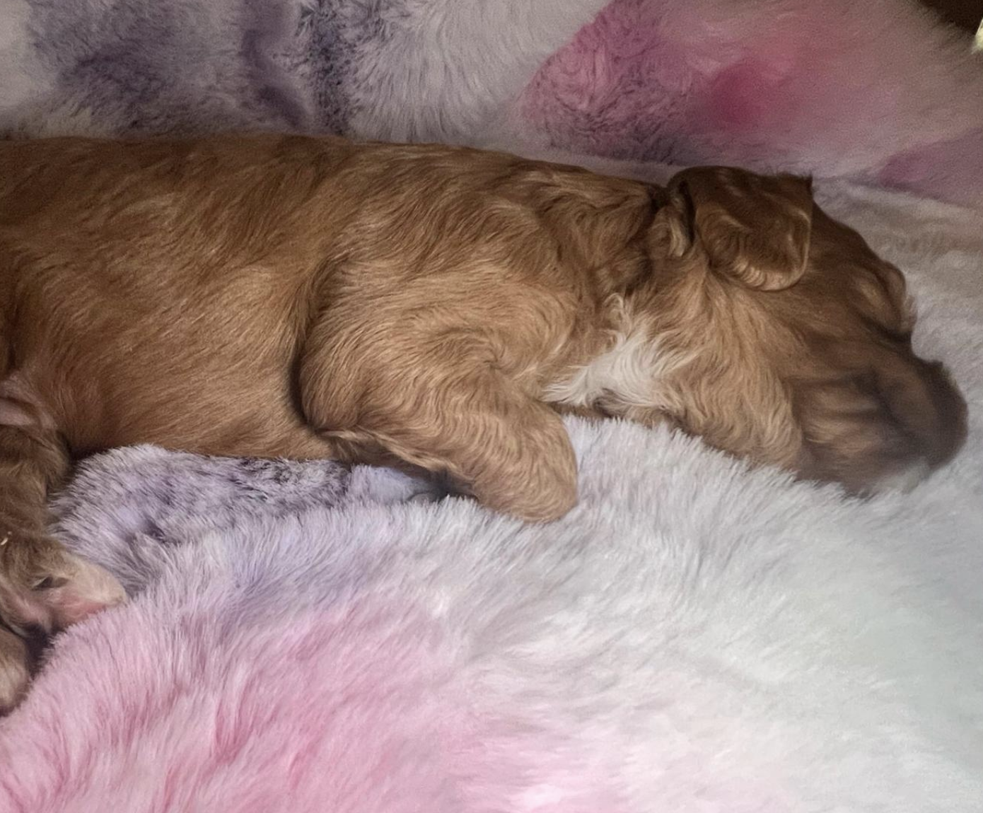 Teddy — photo 2