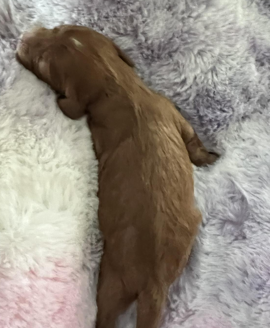 Teddy — photo 3