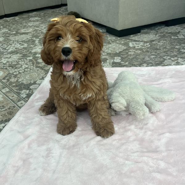 Leanne S.'s Cavapoo puppy