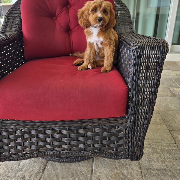 Renee S.'s Cavapoo puppy