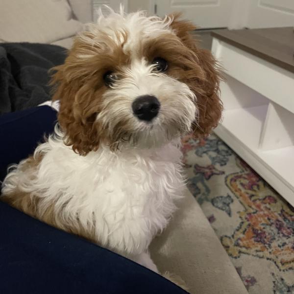 Brenna M.'s Cavapoo puppy