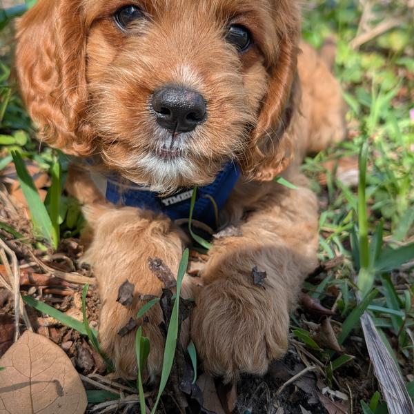 Sarah K.'s Cavapoo puppy