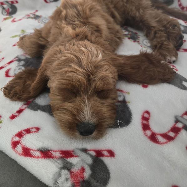 Janiya J.'s Cavapoo puppy
