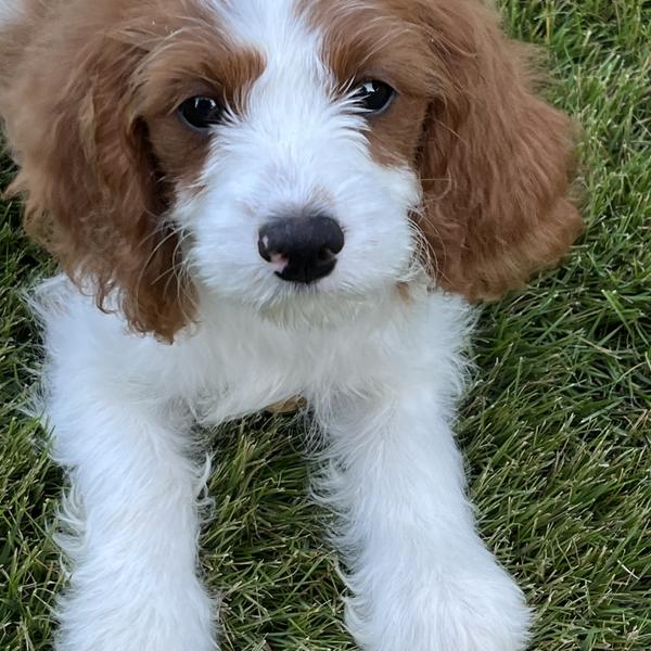Tina C.'s Cavapoo puppy